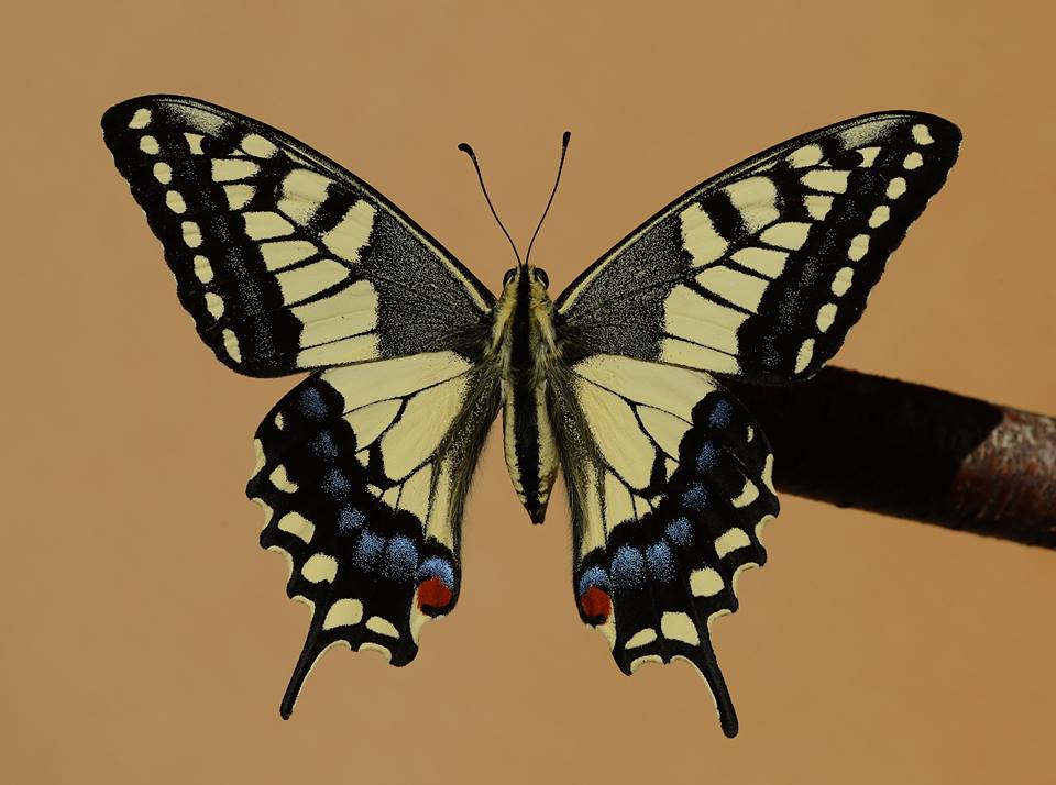 Papilio hybrid male (p. machaon machaon m x [[p. machaon machaon m x p. polyxenes asterius f] f] m x p. machaon hippocrates f) (Internet Image property of respective owner, non-commercial use only)